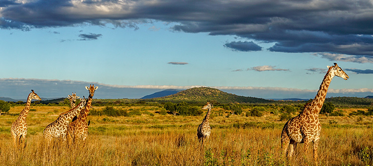 Giraffes, wildlife safari game drive, Tanzania