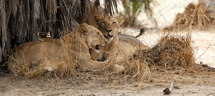 Lions, wildlife, Selous game reserve, Tanzania