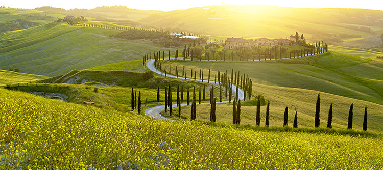 Vineyards, Chianti countryside, Tuscany, Italy