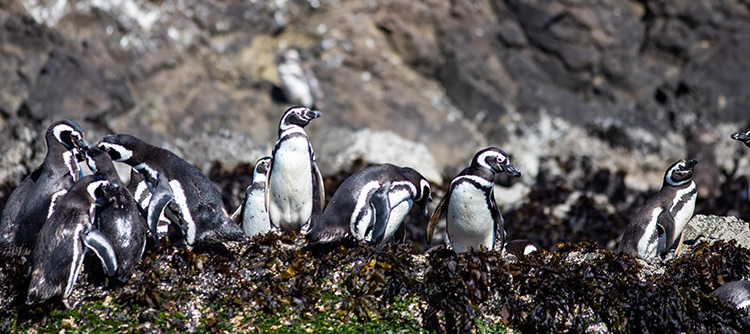 Penguins, Chiloe Island, South America