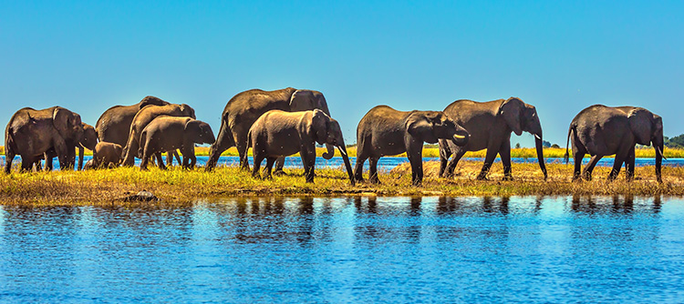 Elephants, Chobe River wildlife safari cruise, Botswana