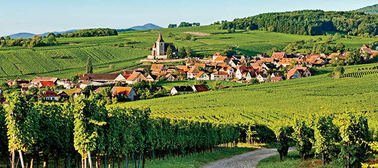 Rolling green vineyards and a quaint village along the Alsatian Wine Route