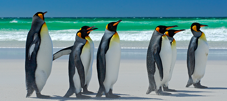 Penguins on a South Georgia beach with turquoise surf