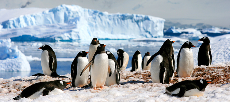 Penguins, wildlife, South Georgia Island, Antarctica