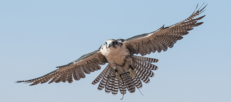 A regal falcon spreads its wings in the skies of Abu Dhabi.