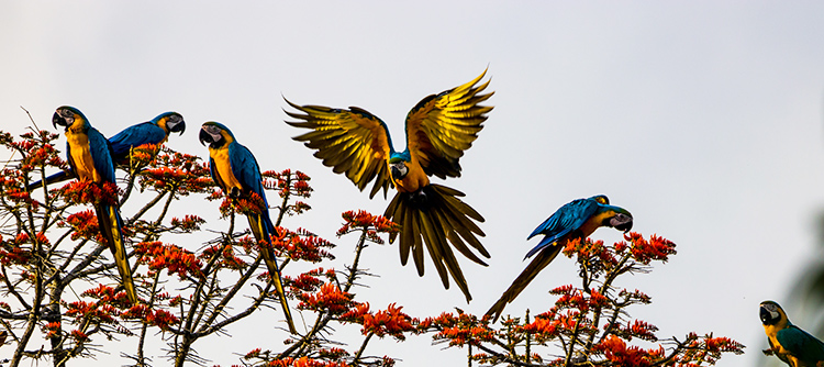 Exotic wildlife and birdwatching: parrots feed on the treetops of the Amazon jungle, South America