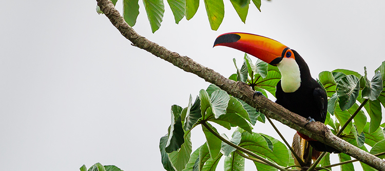 toucan with orange beak on a tree photographed in Amazon basin Bolivia