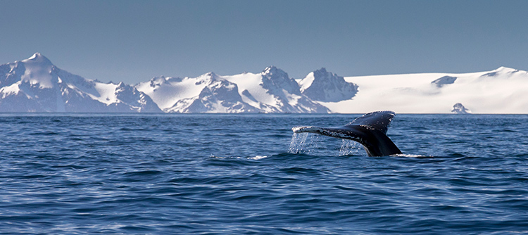 Whale watching, wildlife, Antarctica, expedition cruise