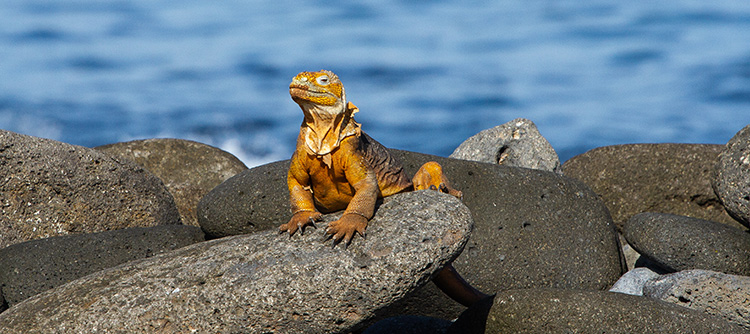 Iguana, wildlife, Galapagos Islands, South America
