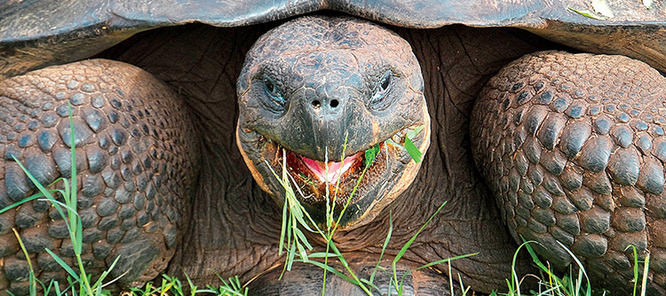 Giant tortoise, Galapagos Islands, South America
