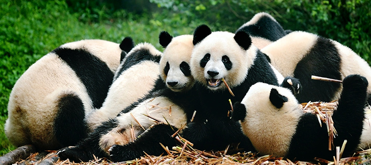 Giant panda sanctuary, Chengdu, China